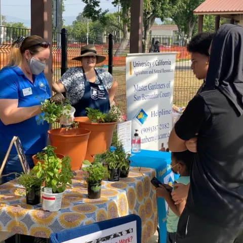 Voluntarios de UCCE Jardineros maestros en San bernardino County
