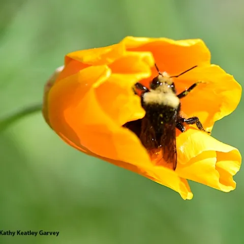 A yellow-faced bumble bee,Bombus vosnesenskii, buzzes into a barely opened California golden poppy in a Vacaville garden. (Photo by Kathy Keatley Garvey)