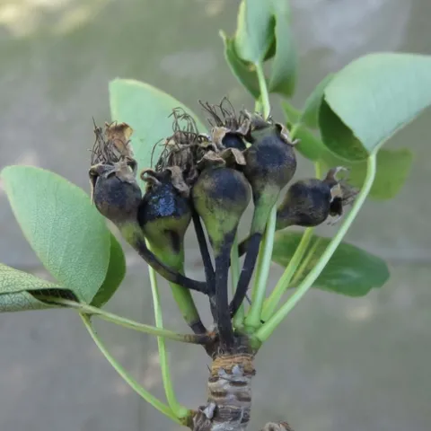 Fire blight inhibits fruit development on pear. Jeanette Alosi