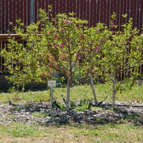 Two year old nectarine and peach fruit bushes at Woodland Community College. photo by Steve Radosevich