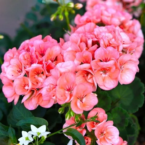 Propogate geraniums and other soft wood perennials this month. For instructions, see the link at the end of this post. (Photo: Pixabay)