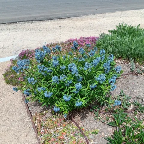Amsonia Blue Ice in Bishop.