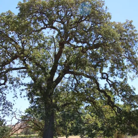 Tall, towering tree over a grassy area.