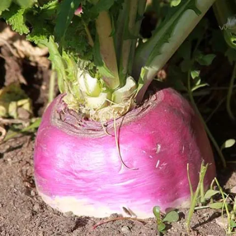 Rutabaga in soil Utah State