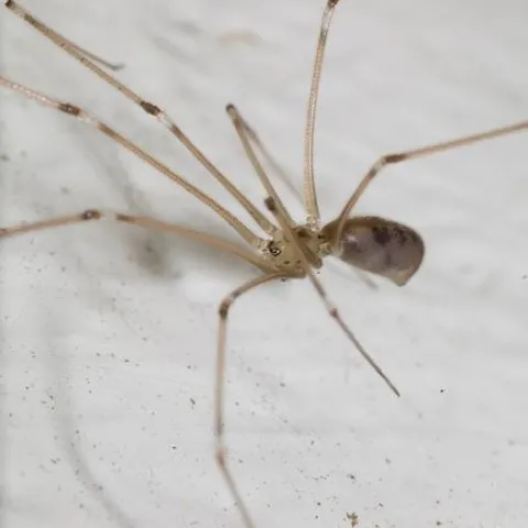 Cellar spider - plutozoom