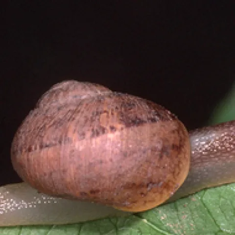 brown garden snail 1