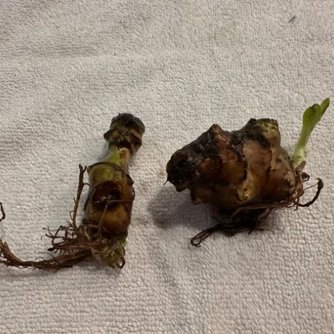 Sunchoke tuber. Photo by Maureen Clark