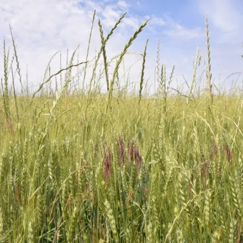 Downybrome, Italian ryegrass, winter wheat