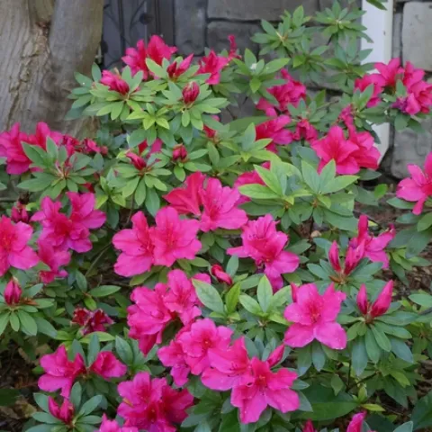A stunning azalea in full bloom. Michelle Graydon