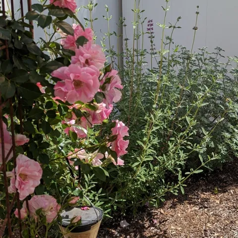 Pink and white striped climbing rose on trellis with native sage and lupin plants behind it.