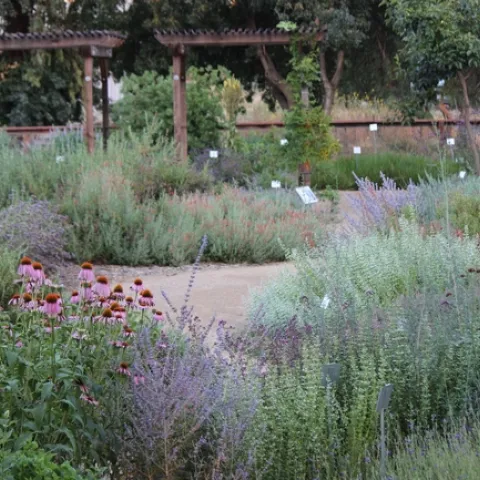 View of the UC Davis Bee Haven in June