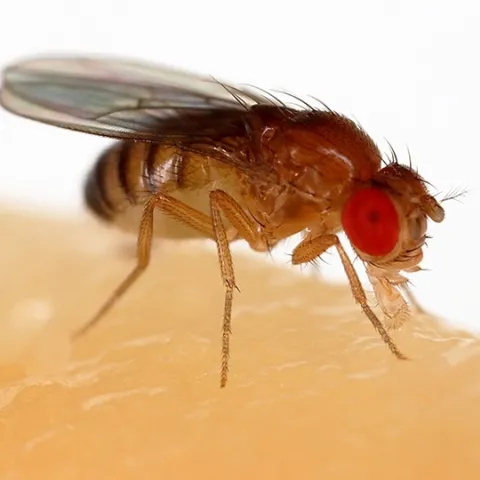The fruit fly, Drosophila melanogaster, is commonly used for biological research in genetics. (Photo courtesy of Wikpedia)
