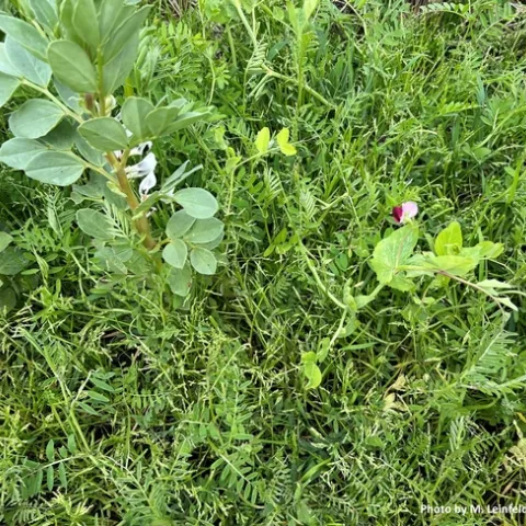 Mix 1 at cover crop termination (3/18/2024).