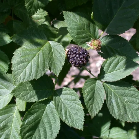 Ripe blackberries and red, unripened blackberries hang on a bush.