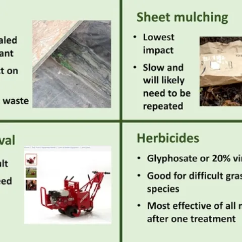 List of options for turf removal