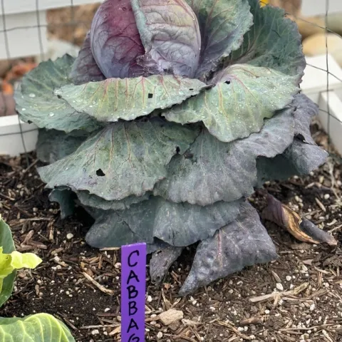Una coliflor cultivada en el jardín de hortalizas del Centro South Coast de Investigación y Extensión.