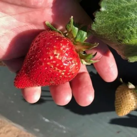 More cracking, if you zoom in you can see a vinegar fly on task, already hunting for a site on the damaged fruit to put down a clutch of eggs. All is as it should be.