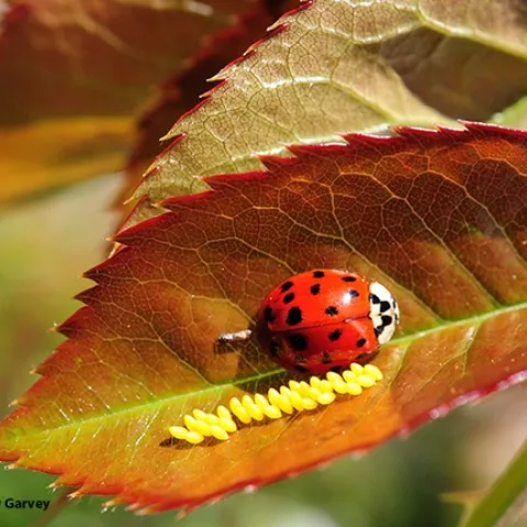 A lady beetle, aka ladybug, with newly deposited eggs. (Photo by Kathy Keatley Garvey)