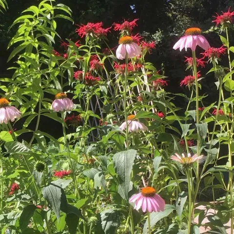 Lemon verbena, bee balm and echinacea make good companions. Joyce Hill