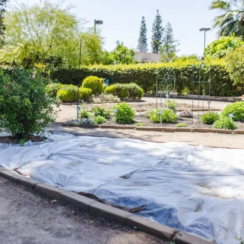 The plot at the Master Gardeners' Garden of the Sun undergoing soil solarization. To preserve a plant in the area to be solarized, as shown in the picture, cut a circle (about 18 inches in diameter) around the plant, recognizing that weeds and other pests won’t be killed in that area. (Photo: Sarah del Pozo)