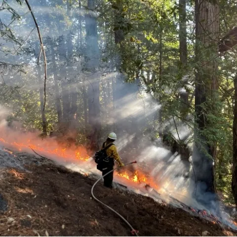 A member of the Central Coast Prescribed Burn Association holds a hose in one hand while observing the flames at the base of trees in a forest.