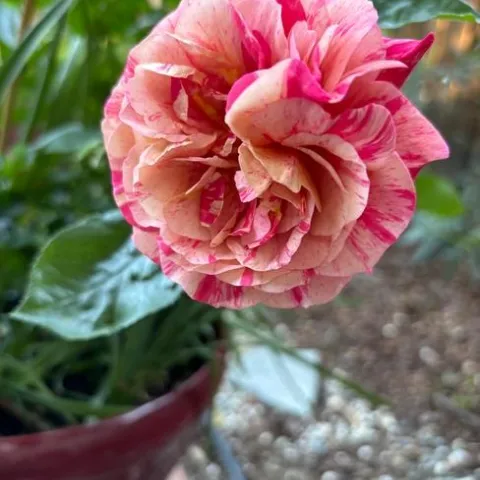 Frida Kahlo photos by Joy Humphrey