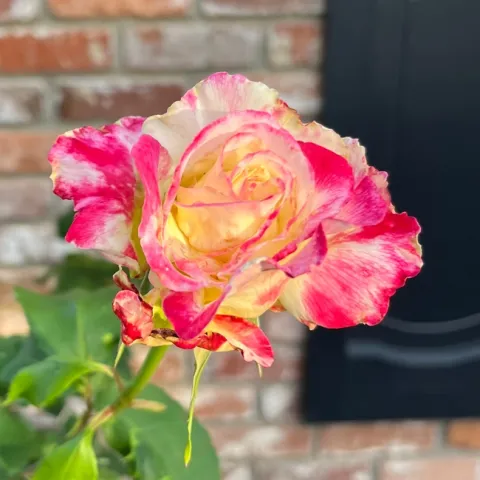 We can complain that roses have thorns or rejoice that thorn bushes have roses. ~ Abraham Lincoln (Photo:Amy Tobin)