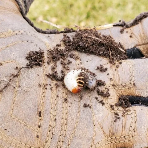 A small, white grub being held in a gloved hand.