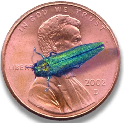 A long, metallic green beetle on a penny.