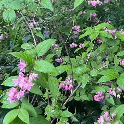 This pink-flowering Deutzia is a standout in a shady woodland garden. J.C. Lawrence