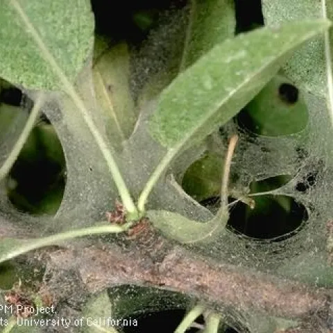 Reduce conditions favorable to spider mites by providing adequate water for your plants and reducing dust on and around the leaves. (Photo: UC IPM)