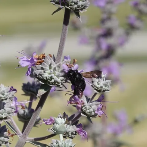 Large black bee perches on purple flower.