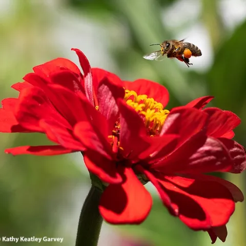 This image won "best feature photo" from the international Association for Communication Excellence (ACE). It appeared on the Bug Sauad blog. (Photo by Kathy Keatley Garvey)