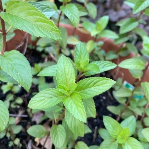 Chocolate mint growing in a pot. (Photo: Ann Edahl)