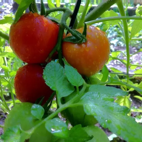 Tomato, early girl by jenn2d2 is licensed under CC BY-NC-SA 2.0.