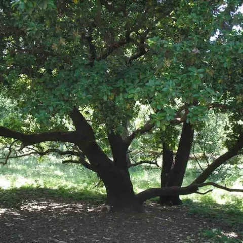Madrone in Lower Bidwell Park. Low, horizontal branches are tempting to climb. Laura Lukes