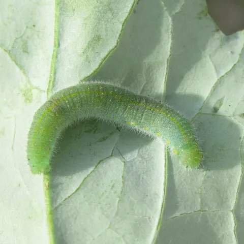 cabbageworms-larva-credit-john-gavloski-min