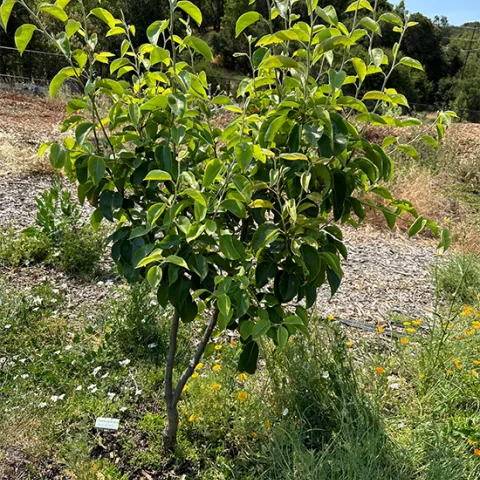 This Asian pear tree has been pruned for optimum size and shape.