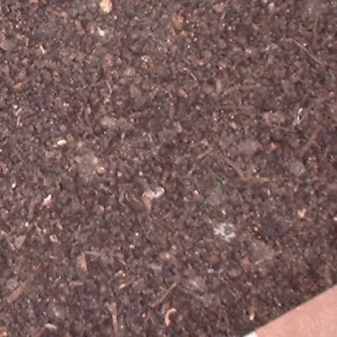 Picture of compost/mulch