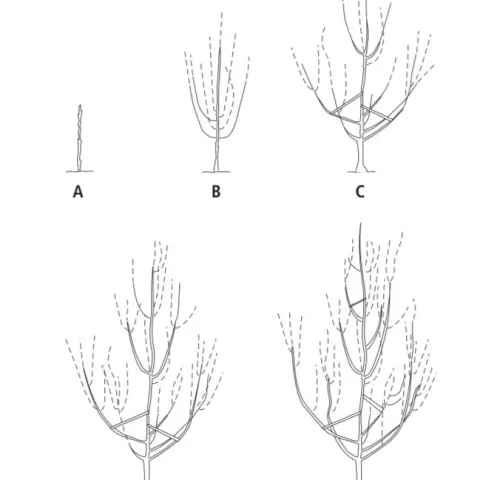 Pruning diagram in the free UC ANR publication 'Fruit Trees: Training and Pruning Deciduous Trees,' publication number 8057. (Find link in last paragraph.)
