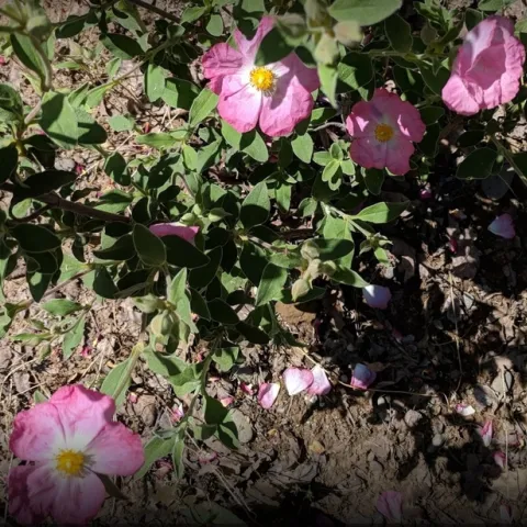 photos by Nanelle Jones-Sullivan