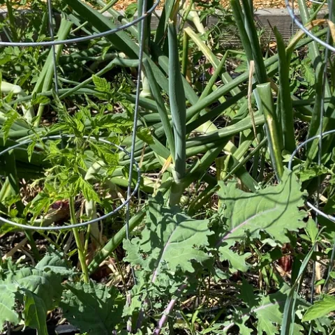 Onions, kale, and baby tomatoes growing in same bed.photos by Lorie Hammond