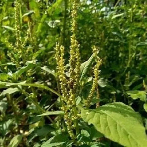 Palmer amaranth