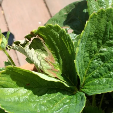 Sunburned leaves on a strawberry plant. (Photo: Mark Bolda, UC ANR)