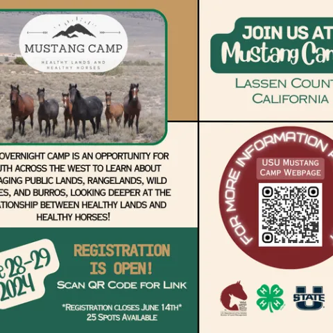 Postcard to promote Mustang Camp. Images of wild horses standing in an open range. Registration is Open! Scan QR code for link