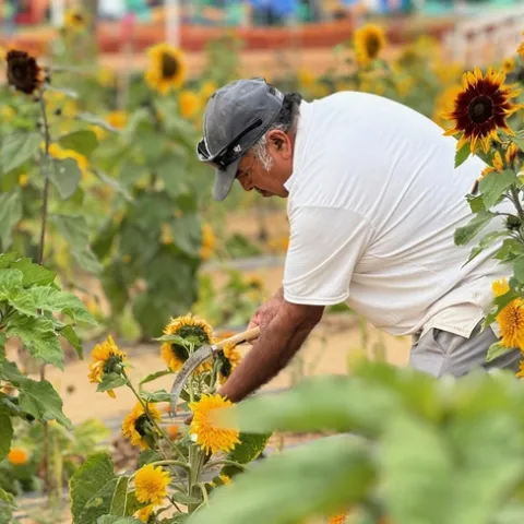 Los sembradíos de girasoles son de los más visitados dentro del agroturismo.