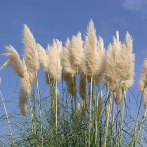 Tall, off-white, feathery-looking seed heads against the blue sky.