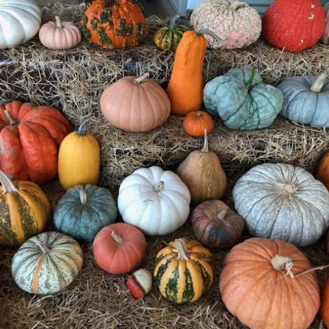 Red, yellow, orange, green and white pumpkins of all shapes and sizes set on hay bales.