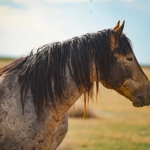 Side view of a mustang from the withers to the nose.