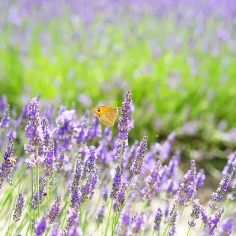 Orange butterfly resting on a plant in a field of lavender flowers.